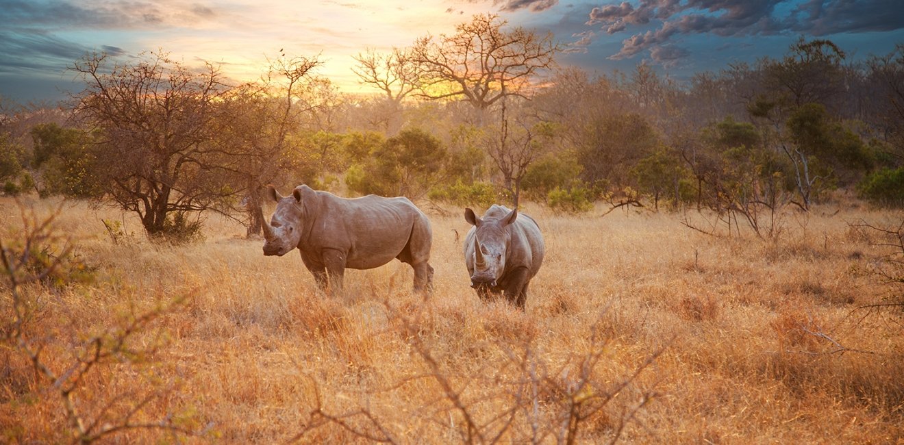 Two rhinos in the late afternoon at Kruger National Park.